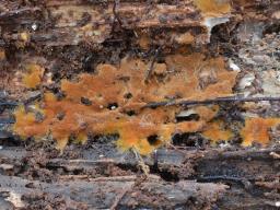 Odontia fibrosa