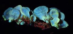 Sarcomyxa serotina