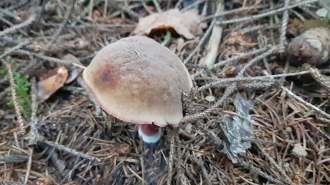 Xerocomellus chrysenteron