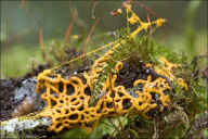 Hemitrichia serpula