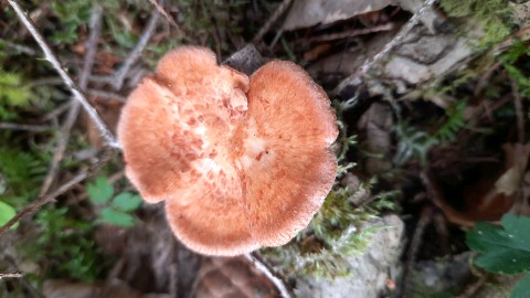 Neofavolus alveolaris