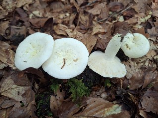 Lactifluus piperatus