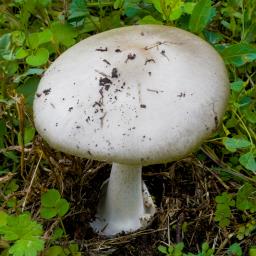 Volvopluteus gloiocephalus