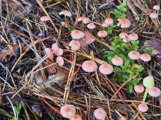 Mycena rosella