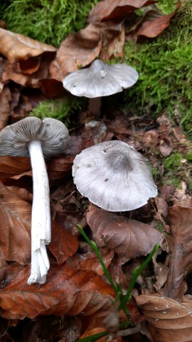 Tricholoma virgatum