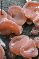 Ascocoryne sarcoides