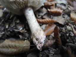 Tricholoma basirubens