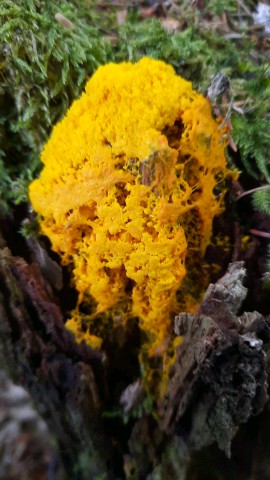 Fuligo septica