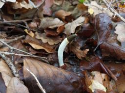 Mutinus caninus