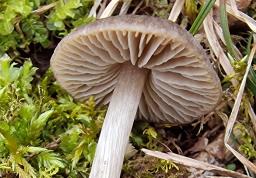 Entoloma plebeioides