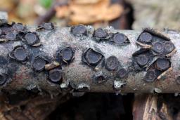 Biscogniauxia marginata