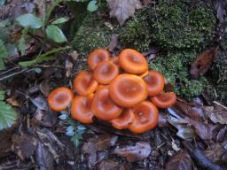 Omphalotus olearius