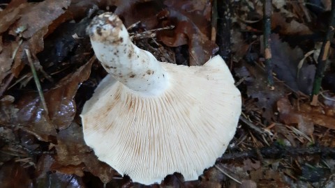 Lactifluus piperatus
