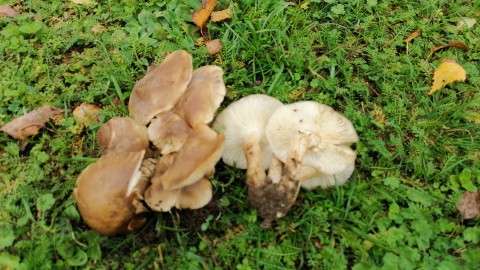 Lyophyllum loricatum