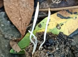Clavaria falcata