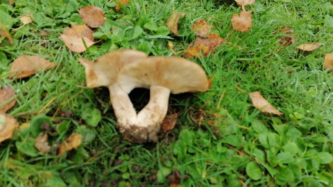 Lyophyllum loricatum