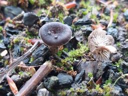 Faerberia carbonaria