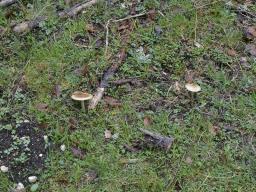 Melanoleuca cognata