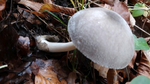 Volvariella taylorii