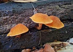 Flammulaster limulatus