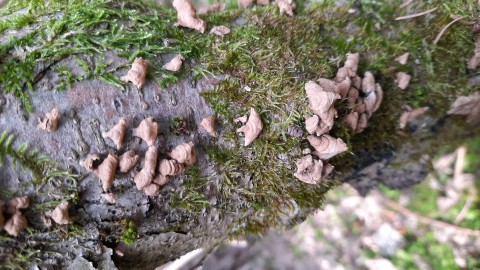 Panellus stipticus