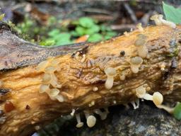 Cudoniella clavus