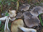 Tricholoma orirubens