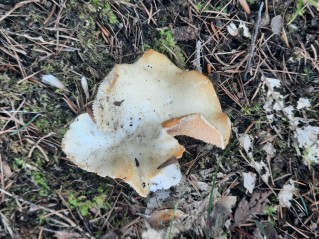 Hydnum albidum