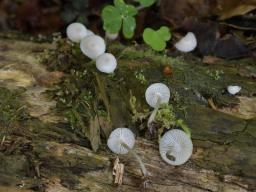 Mycena laevigata