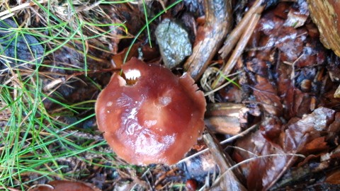 Rhodocollybia butyracea