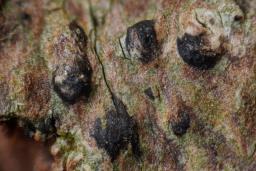 Acrocordia gemmata