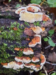 Xanthoporia radiata