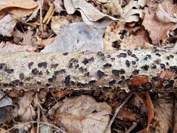 Diatrypella favacea