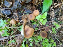 Callistosporium luteo-olivaceum
