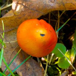 Hygrocybe conica