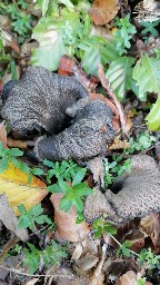 Craterellus cornucopioides
