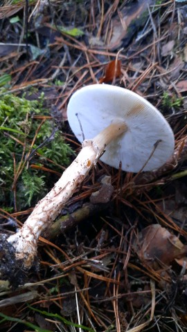 Echinoderma asperum