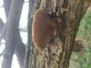 Trametes suaveolens