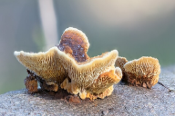 Gloeophyllum abietinum