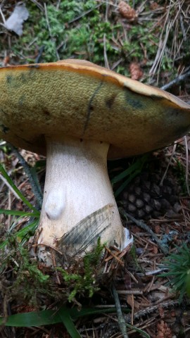 Neoboletus luridiformis