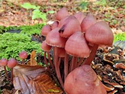 Mycena haematopus