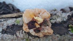 Naematelia encephala