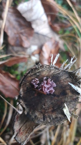 Ascocoryne sarcoides