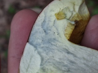 Xerocomus subtomentosus