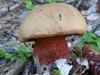 Caloboletus calopus