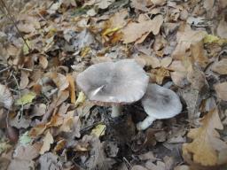Tricholoma orirubens