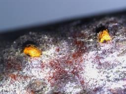 Wuestneia chrysostroma