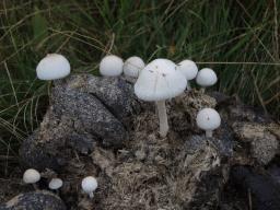 Panaeolus antillarum