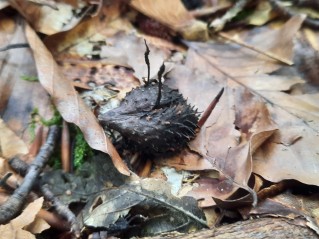 Xylaria carpophila