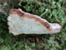 Osteina obducta